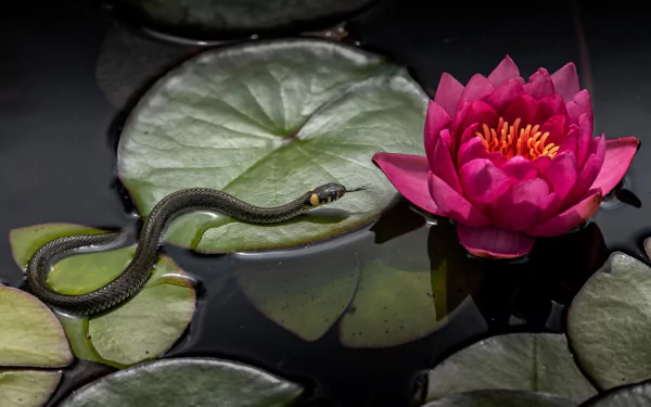 water lily Animal snake HD Desktop Wallpaper | Background Image