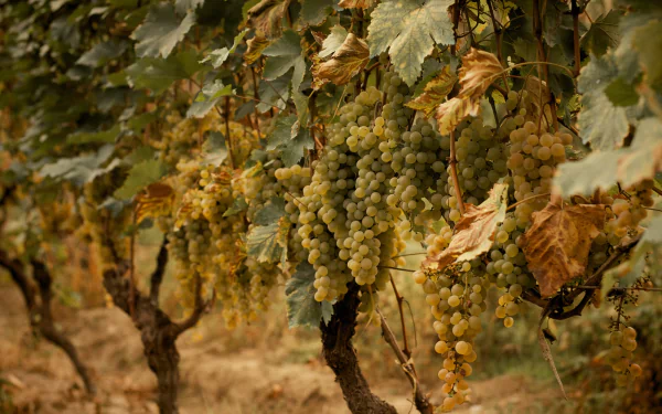 food grapes HD Desktop Wallpaper | Background Image