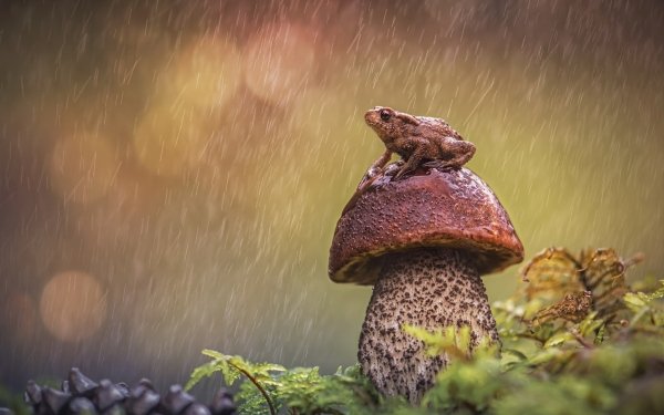 Animal Frog Frogs Mushroom HD Wallpaper | Background Image