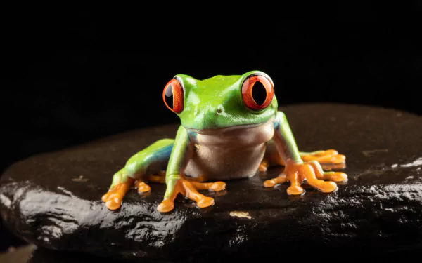 4K Ultra HD PC desktop wallpaper: vivid red-eyed tree frog with bright green skin and orange toes perched on a glossy black rock against a deep black background.