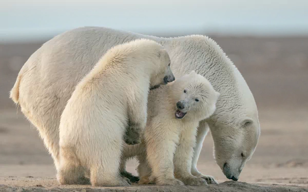 Animal polar bear HD Desktop Wallpaper | Background Image