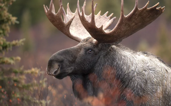 Animal moose HD Desktop Wallpaper | Background Image