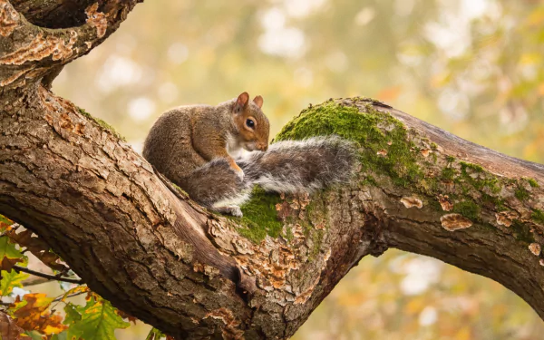 Animal squirrel HD Desktop Wallpaper | Background Image