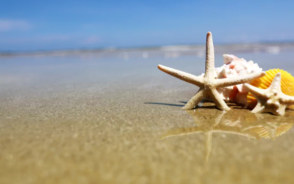 Animal starfish HD Desktop Wallpaper | Background Image