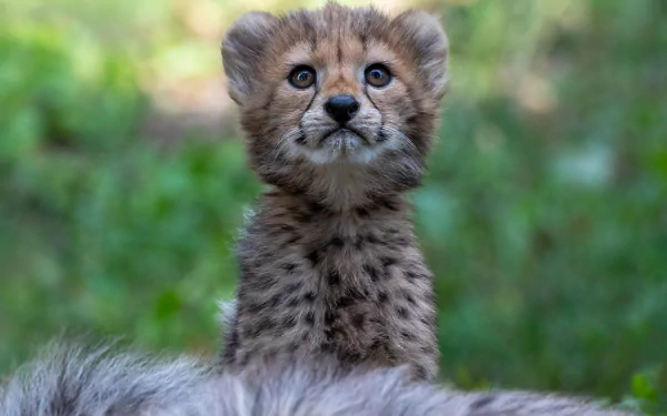 A stunning HD desktop wallpaper featuring a cub with beautiful markings, resembling a cheetah in its natural habitat.