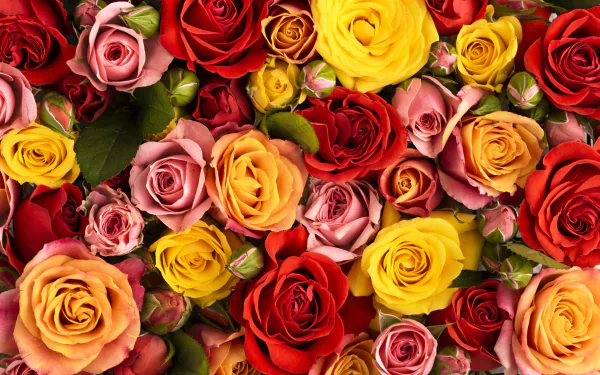 Close-up of vibrant red, yellow, and pink roses filling the frame; nature rose 5K Ultra HD PC desktop wallpaper and background.