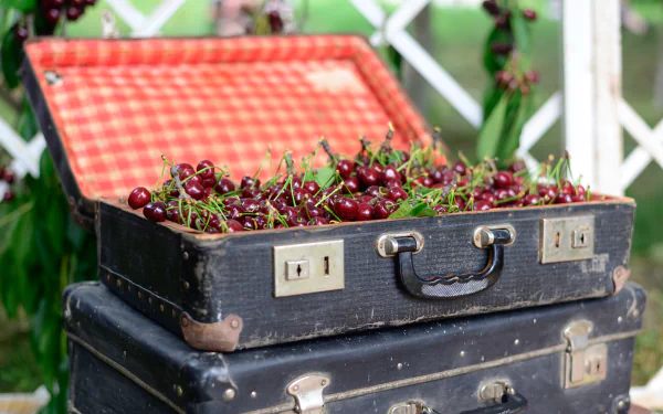 food cherry HD Desktop Wallpaper | Background Image