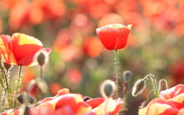 Nature Poppy Flowers HD Wallpaper | Background Image