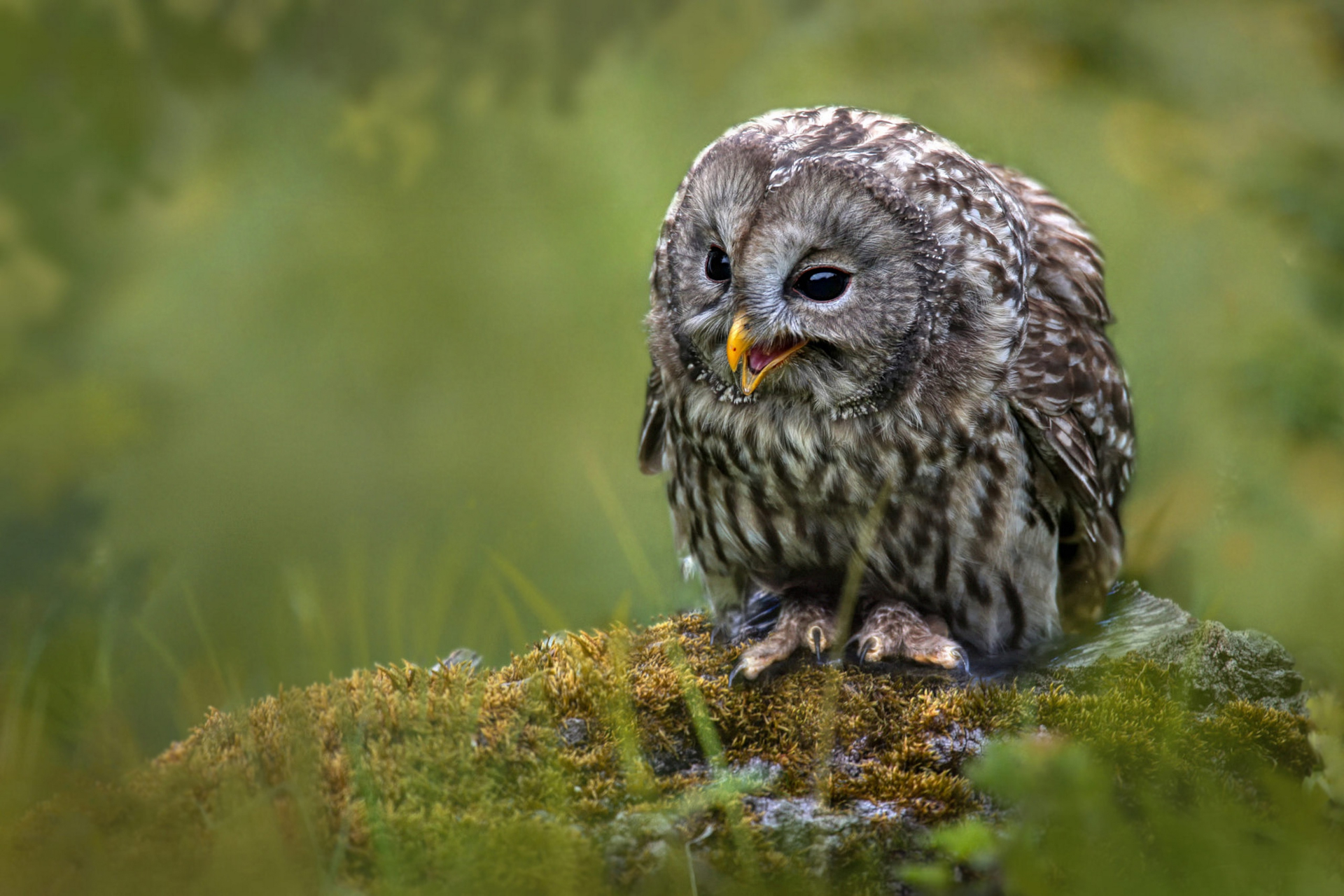 Download Animal Owl HD Wallpaper