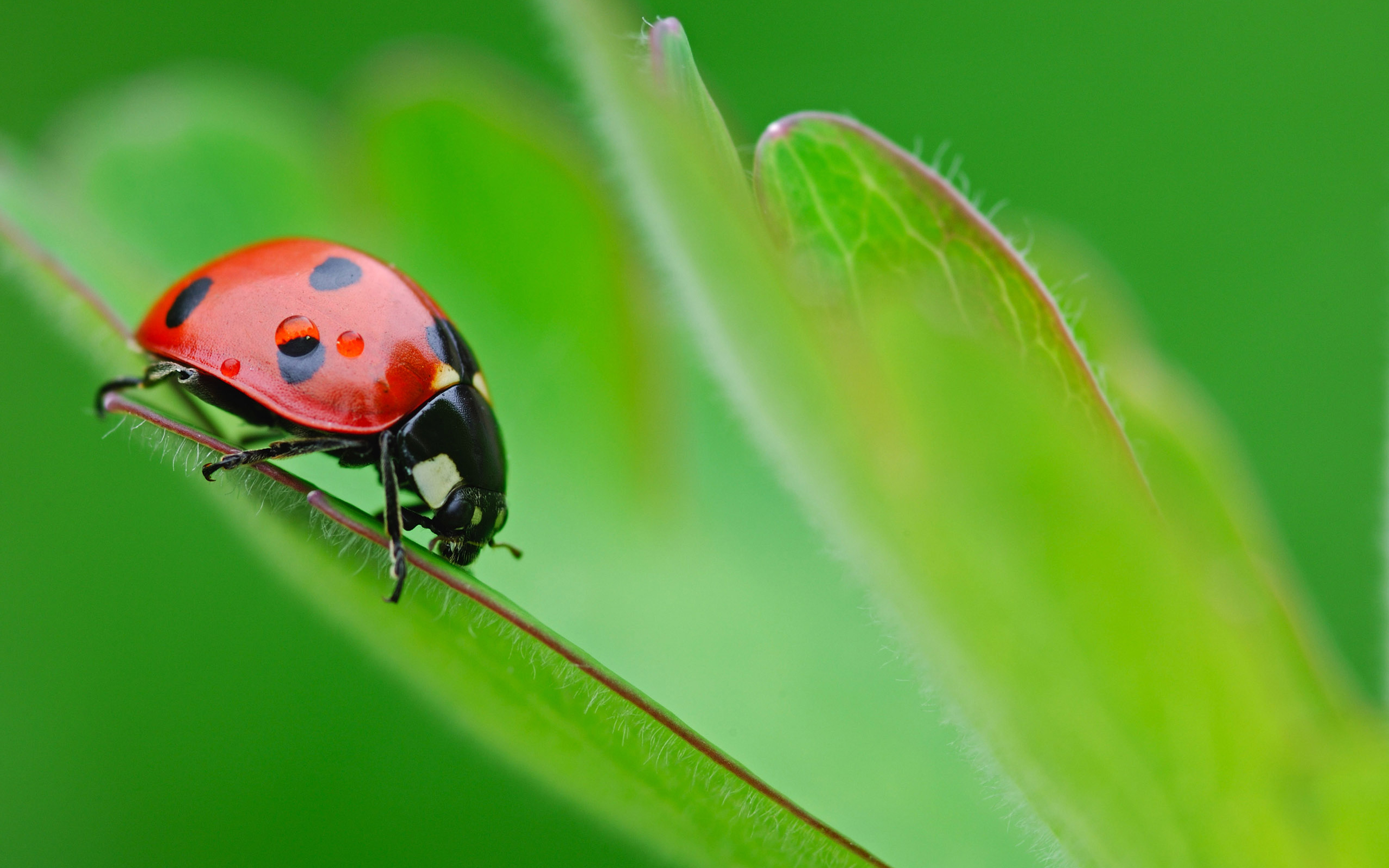 Animal Ladybug HD Wallpaper | Background Image