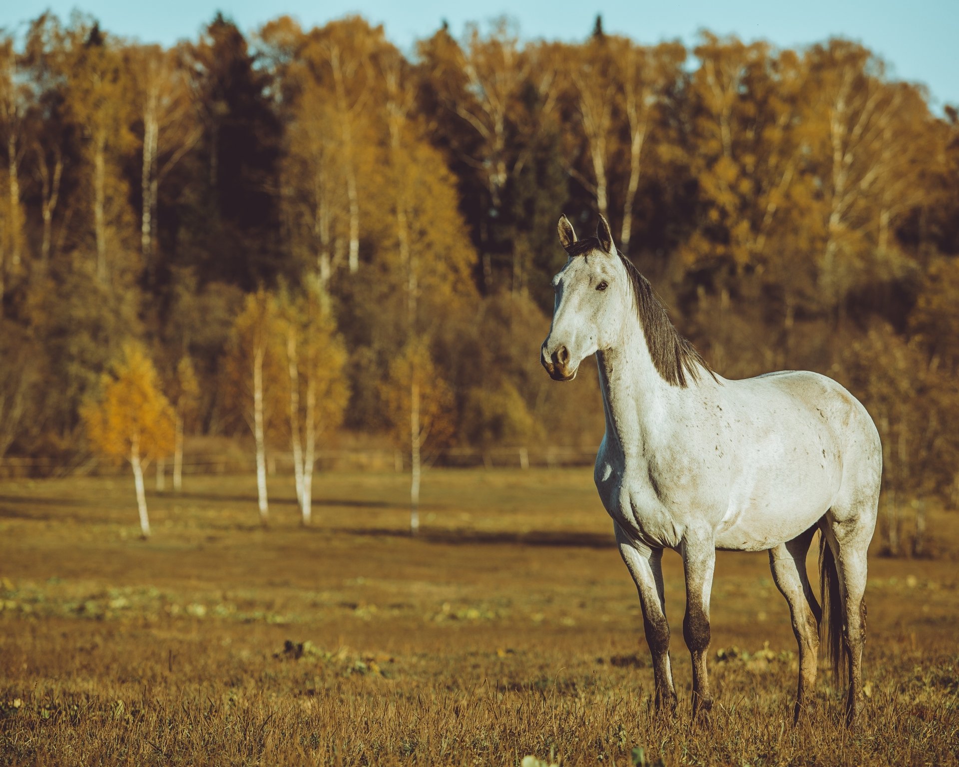 A majestic white horse stands in a sunlit field with autumn trees in the background, captured in stunning 4K Ultra HD for a PC desktop wallpaper.
