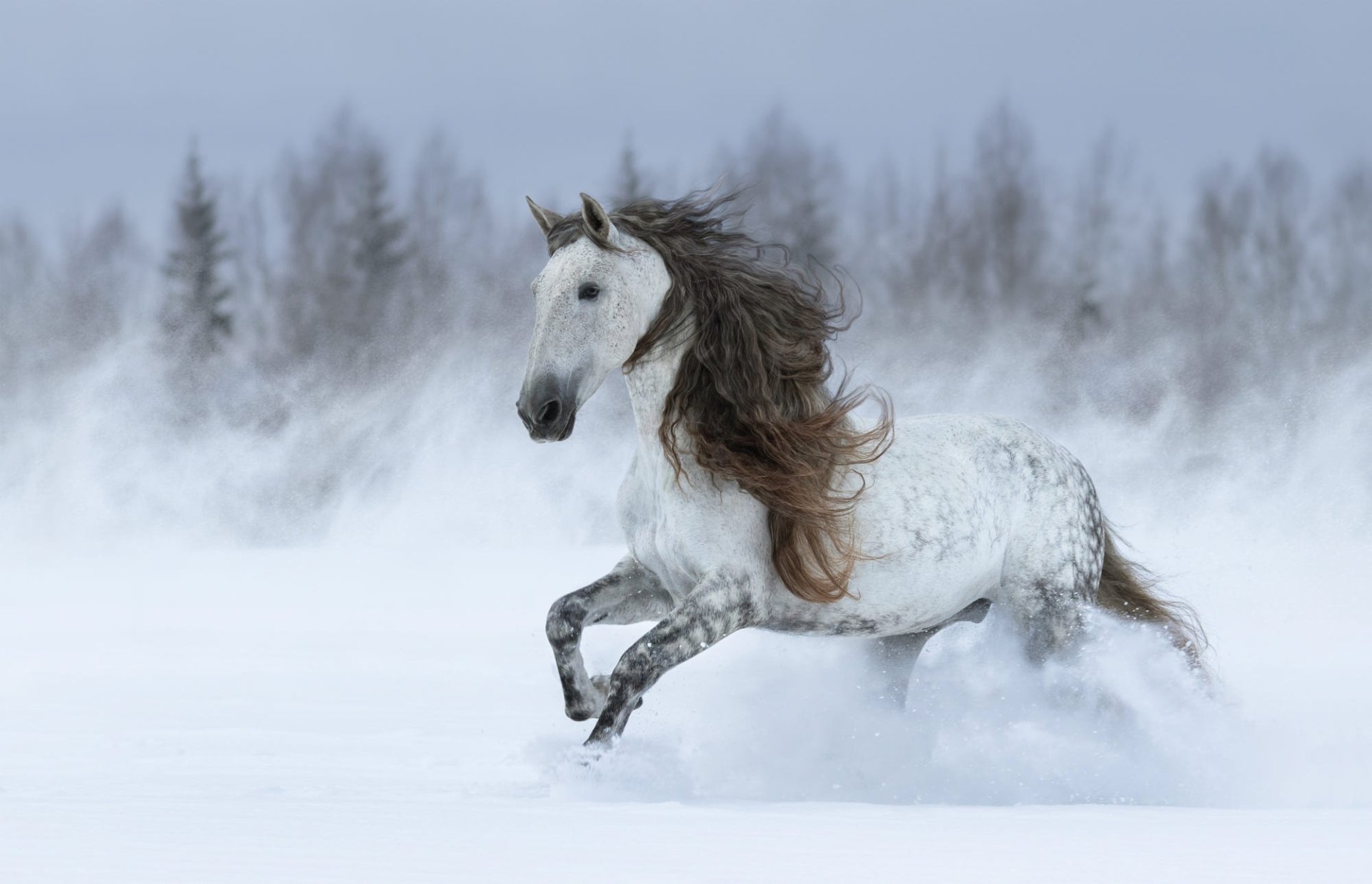A majestic white horse galloping through a snowy landscape, captured in HD as a PC desktop wallpaper and background.