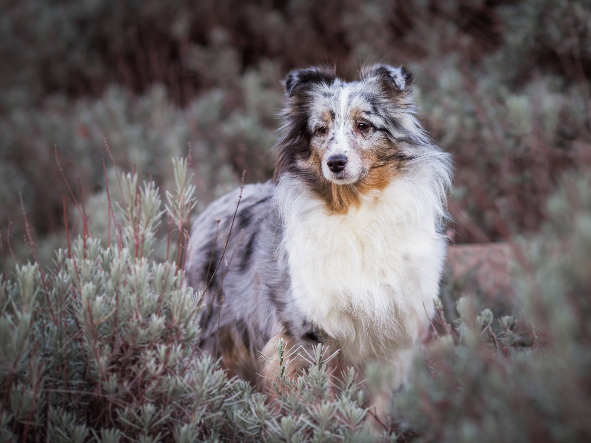 Download Animal Australian Shepherd 4k Ultra HD Wallpaper