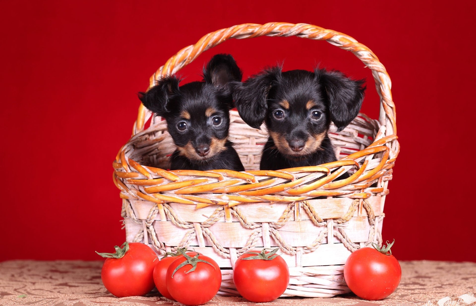 HD PC desktop wallpaper featuring two small puppies sitting inside a woven basket, surrounded by ripe tomatoes against a vibrant red background.