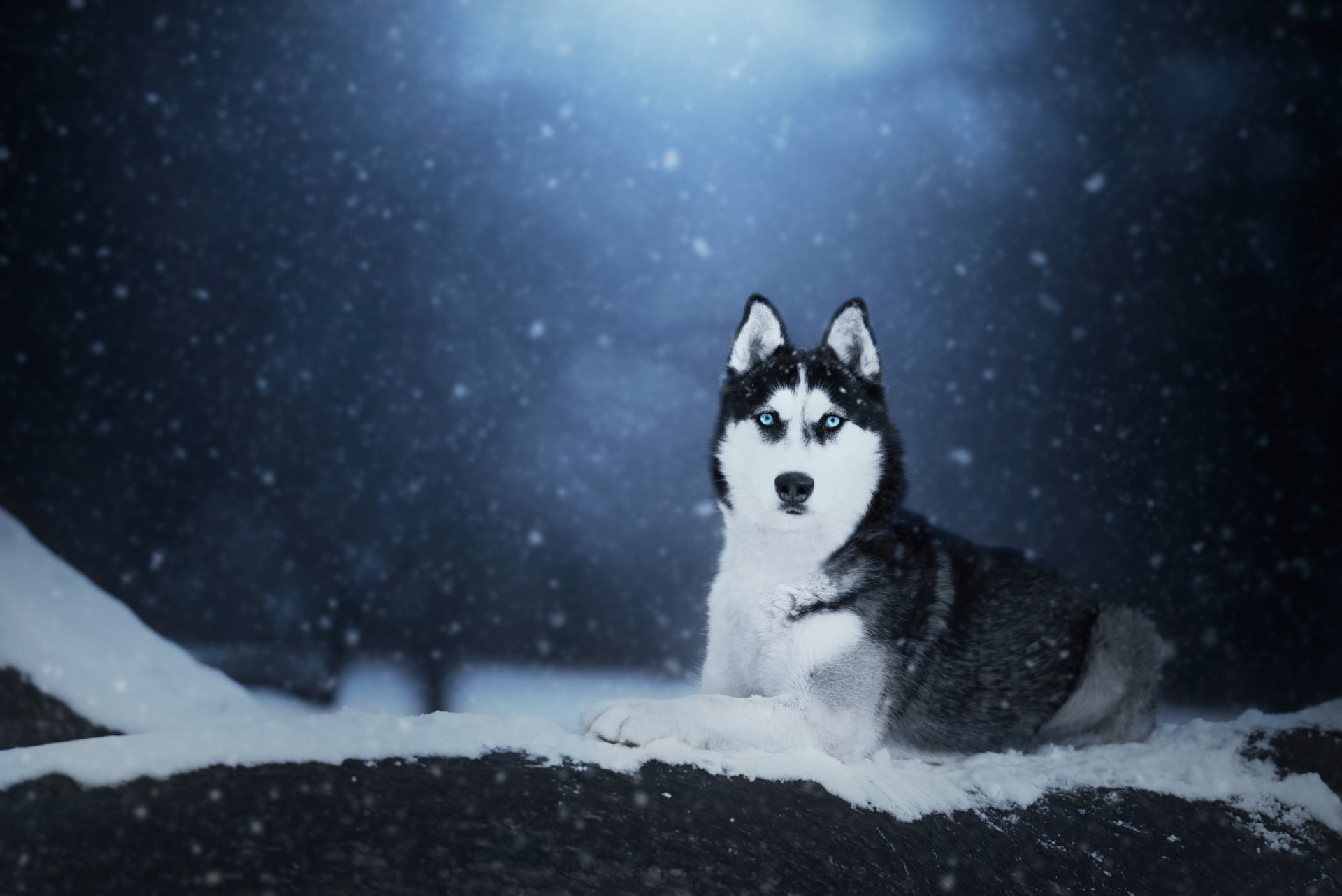 Download Animal Husky 4k Ultra HD Wallpaper