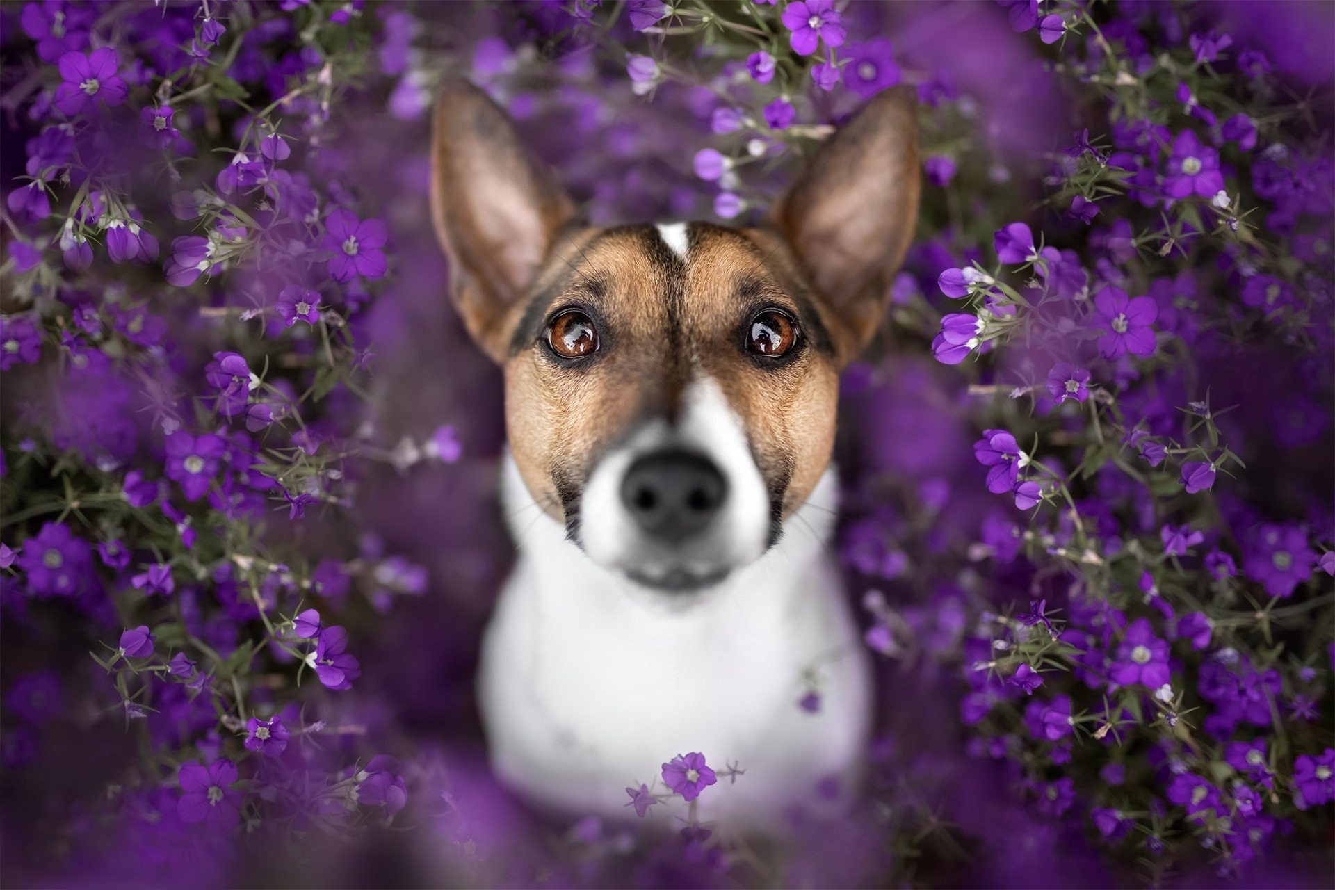 Download Animal Dog HD Wallpaper | 2048x1365 | Wallpaper Abyss