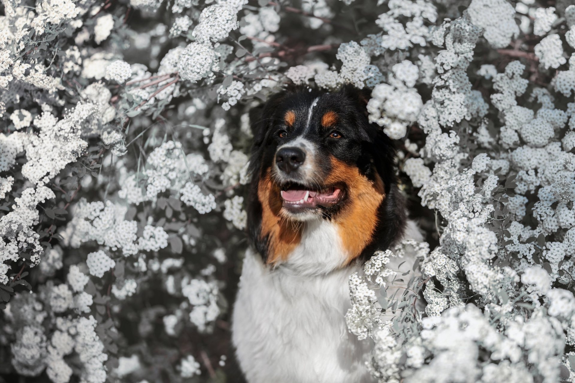 Download Animal Australian Shepherd HD Wallpaper