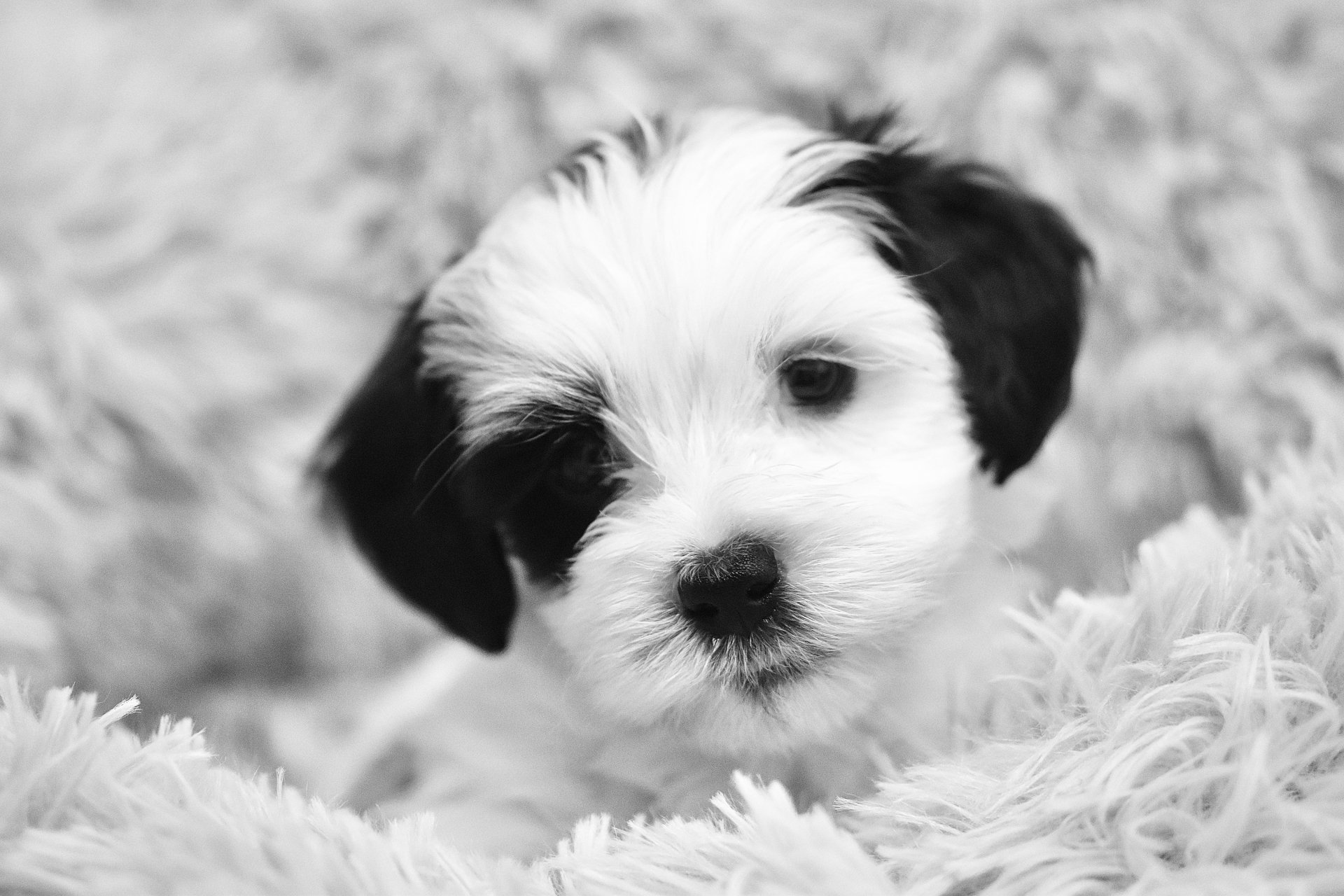 5K Ultra HD PC desktop wallpaper background showing a small fluffy black-and-white puppy nestled in a shaggy blanket (animal, dog)