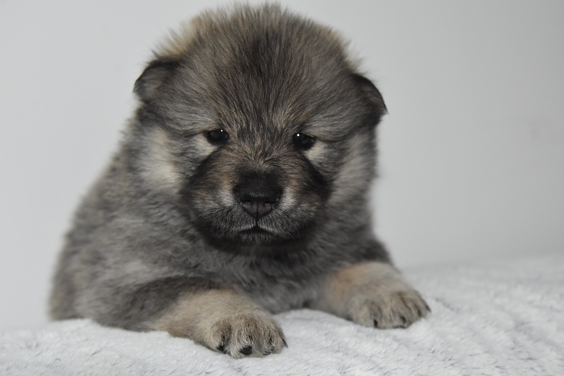 Download Animal Dog 4k Ultra HD Wallpaper by JACLOU-DL