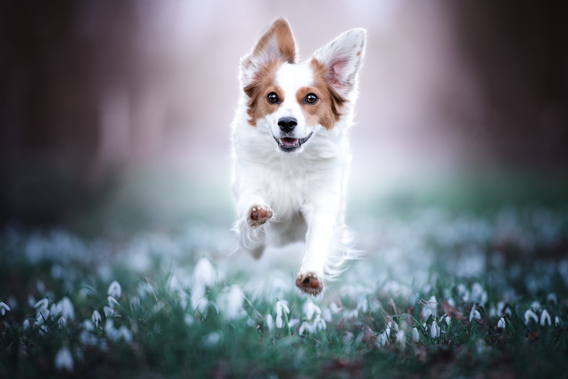 Download Animal Kooikerhondje HD Wallpaper