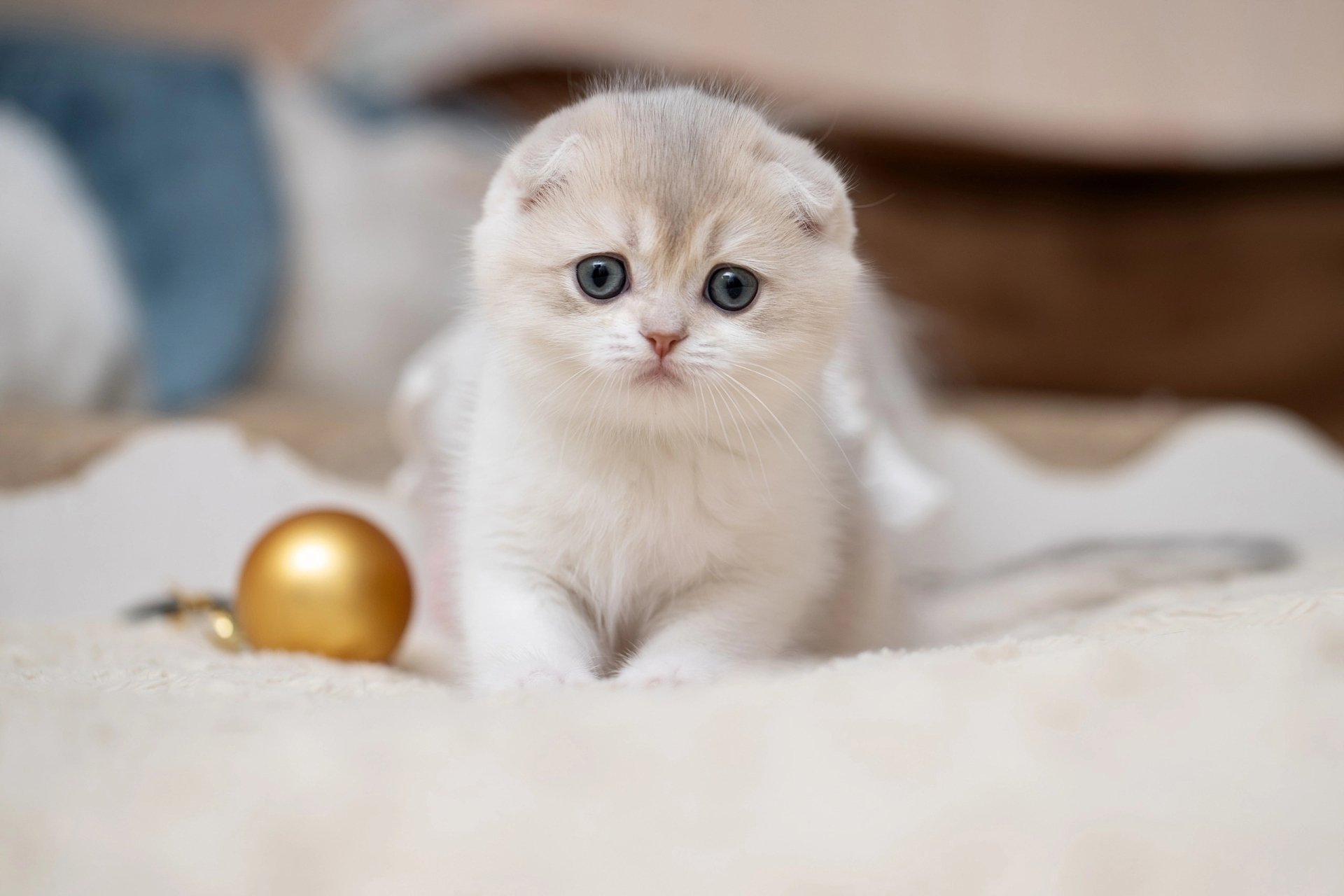 HD desktop wallpaper featuring an adorable cream-colored kitten with blue eyes resting on a soft surface, capturing the charm of a playful young cat.