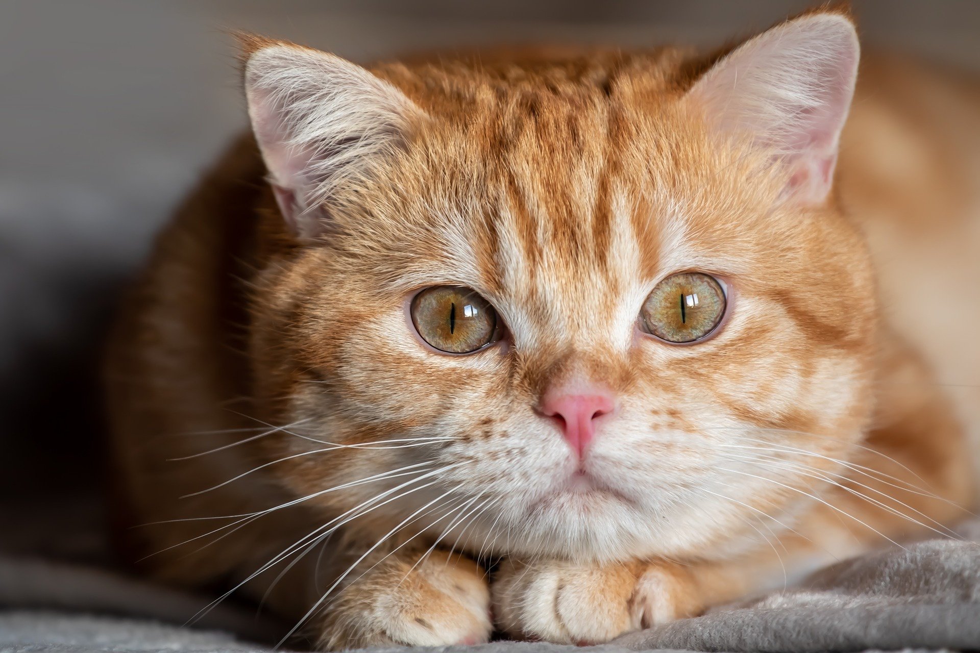 Download Animal Cat HD Wallpaper