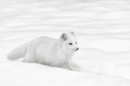 Animal arctic fox HD Desktop Wallpaper | Background Image