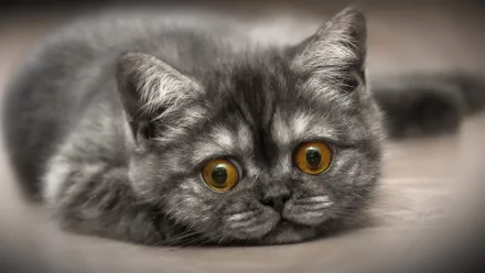 kitten Animal cat HD Desktop Wallpaper | Background Image