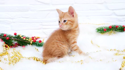 kitten Animal cat HD Desktop Wallpaper | Background Image