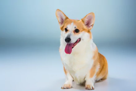 Animal corgi HD Desktop Wallpaper | Background Image