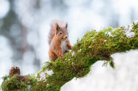 Animal squirrel HD Desktop Wallpaper | Background Image