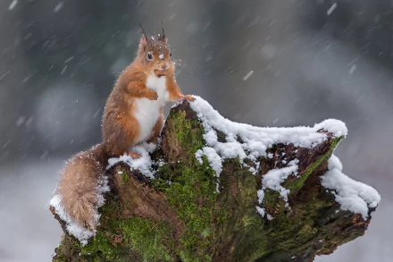 Animal squirrel HD Desktop Wallpaper | Background Image