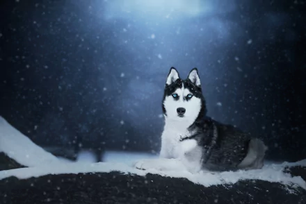 Animal husky HD Desktop Wallpaper | Background Image
