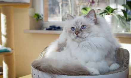 ragdoll Animal cat HD Desktop Wallpaper | Background Image