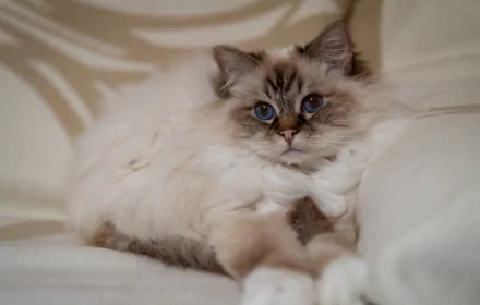 ragdoll Animal cat HD Desktop Wallpaper | Background Image