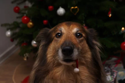 Animal shetland sheepdog HD Desktop Wallpaper | Background Image