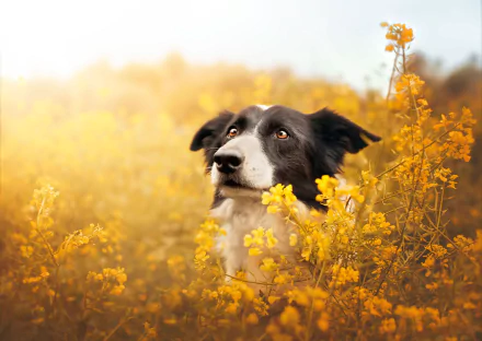 Animal border collie HD Desktop Wallpaper | Background Image