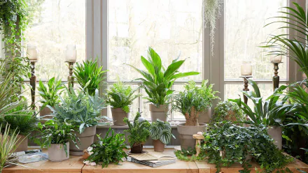 A vibrant collection of houseplants arranged by a sunny window, creating a lush and inviting atmosphere. This HD image serves as a beautiful desktop wallpaper or background.