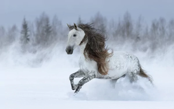 A majestic white horse galloping through a snowy landscape, captured in HD as a PC desktop wallpaper and background.