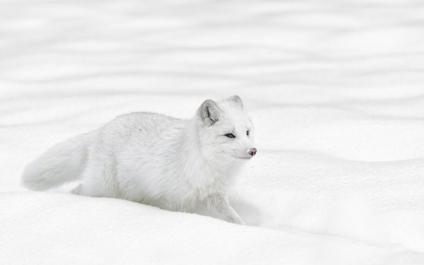 Animal Arctic Fox Dogs HD Wallpaper | Background Image
