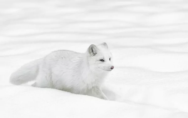 Animal arctic fox HD Desktop Wallpaper | Background Image