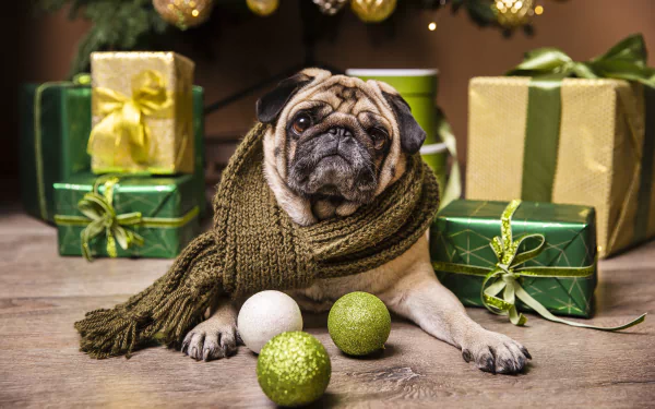 Animal pug HD Desktop Wallpaper | Background Image
