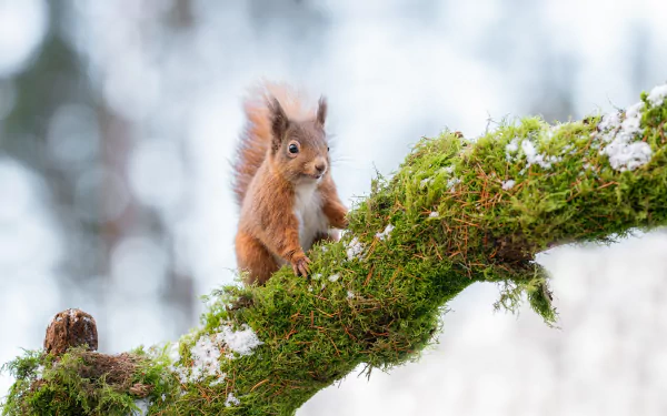 Animal squirrel HD Desktop Wallpaper | Background Image