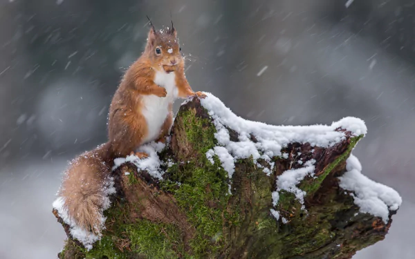 Animal squirrel HD Desktop Wallpaper | Background Image