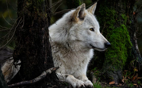 4K Ultra HD PC desktop wallpaper featuring a white wolf resting quietly among dark, moss-covered trees in a forest setting.