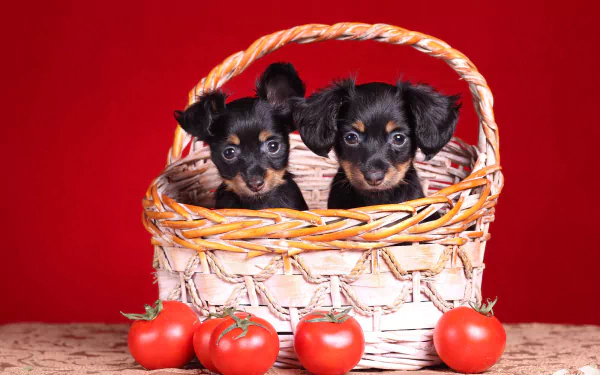 A charming puppy against a vibrant HD desktop wallpaper and background.