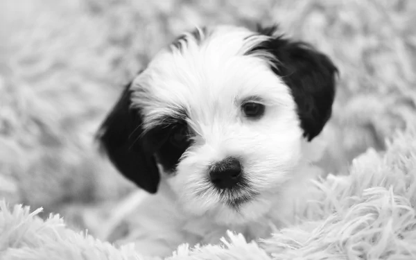 Animal dog HD Desktop Wallpaper | Background Image