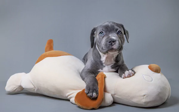 A gray puppy resting on a large plush dog toy against a plain gray background, captured in 4K Ultra HD as a PC desktop wallpaper and background.