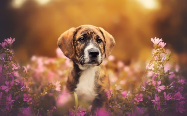 Animal Puppy Dogs HD Wallpaper | Background Image
