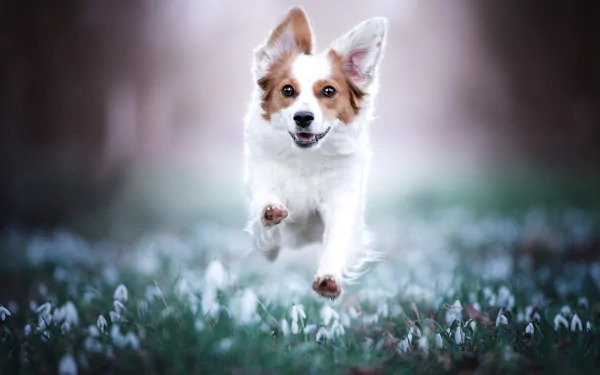 Animal Kooikerhondje HD Desktop Wallpaper | Background Image